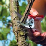 Градинска ножица RR-EN Wolf Garten 5